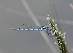 Austrolestes annulosus