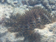 Acanthaster