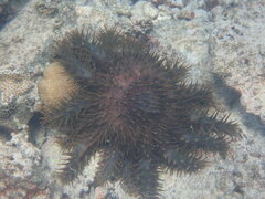 Acanthaster