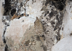 Pseudochazara pelopea