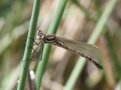 Austrolestes annulosus
