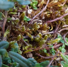 Hypnum cupressiforme lacunosum