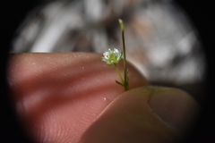 Sagina saginoides
