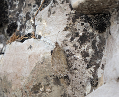 Pseudochazara pelopea