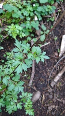 Bidens ostruthioides