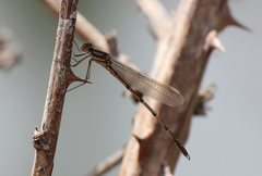 Austrolestes annulosus