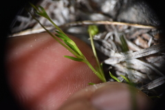 Sagina saginoides
