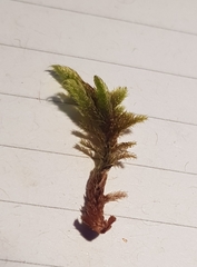 Hypnum cupressiforme lacunosum