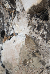 Pseudochazara pelopea