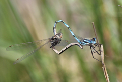Austrolestes annulosus