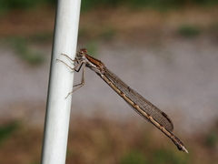 Sympecma fusca