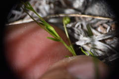 Sagina saginoides