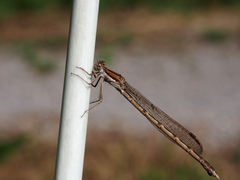 Sympecma fusca