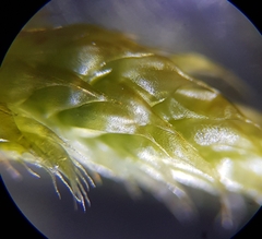 Hypnum cupressiforme lacunosum