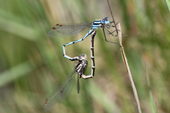 Austrolestes annulosus