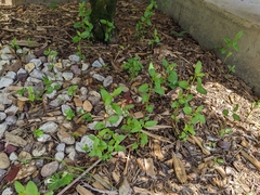 Stachys floridana