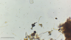 Euglenozoa