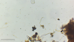 Euglenozoa