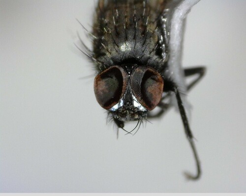 iNaturalist observation photo of Muscoid Flies