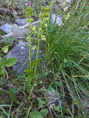 Epipactis bugacensis rhodanensis
