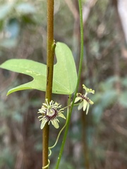 Passiflora pallida