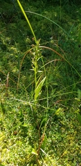 Platanthera blephariglottis blephariglottis