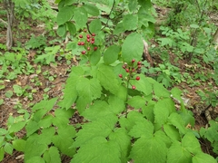 Actaea × ludovicii