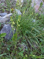 Epipactis bugacensis rhodanensis