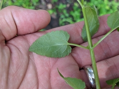Stachys floridana