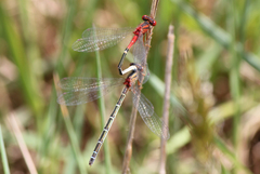 Xanthagrion erythroneurum