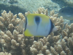 Chaetodon unimaculatus