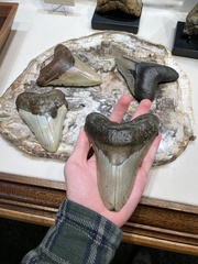 Lamniformes