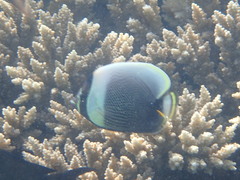 Chaetodon reticulatus