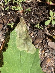 Pegomya bicolor
