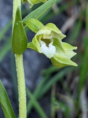 Epipactis bugacensis rhodanensis