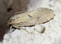 Acrolophus laticapitana