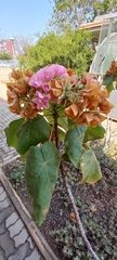 Dombeya