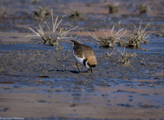 Charadrius collaris