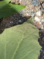 Pegomya bicolor