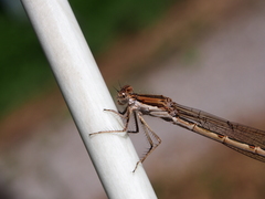 Sympecma fusca