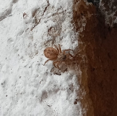 Mexigonus