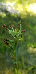 Platanthera blephariglottis blephariglottis