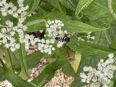 Bicyrtes quadrifasciatus