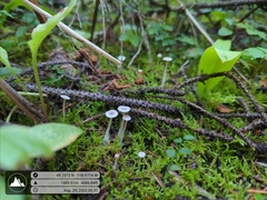 Collybia
