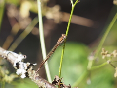 Sympecma fusca