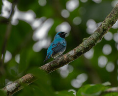 Tersina viridis