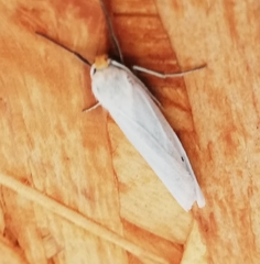 Coscinia chrysocephala