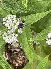 Bicyrtes quadrifasciatus