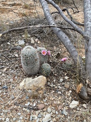 Mammillaria grahamii