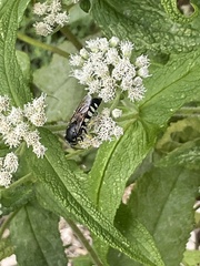 Bicyrtes quadrifasciatus